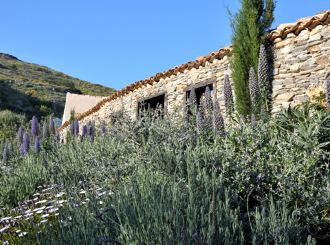 Propagating lavender and enjoying one of the best dry landscaping plants at your disposal